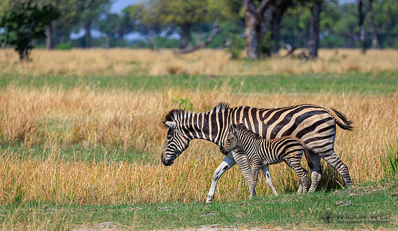 Burchell's Zebra