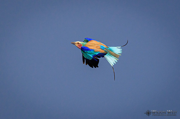 Lilac-breasted Roller