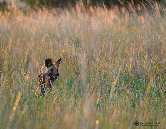 African Wild Dog