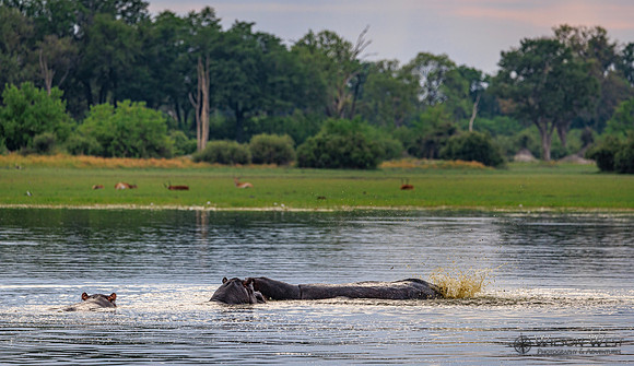 Hippopotamus