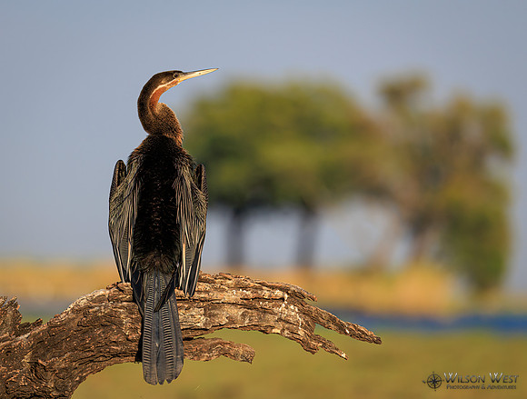 African Darter
