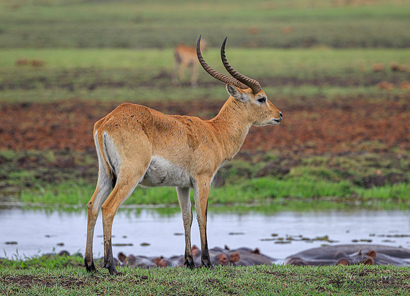 Red Lechwe