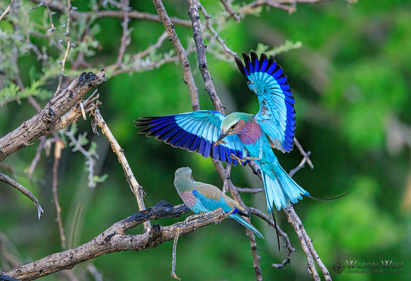 Lilac-breasted Roller