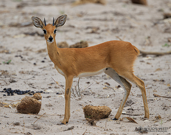 Steenbok
