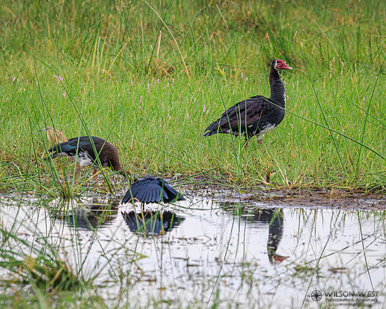 Black Heron, Spur-winged Goose