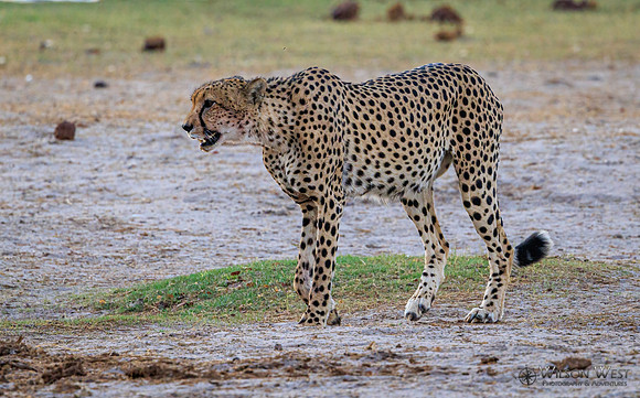 Cheetah