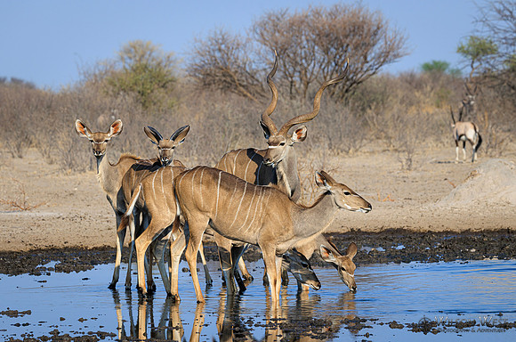 Greater Kudu