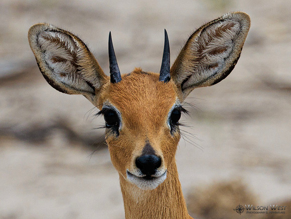 Steenbok