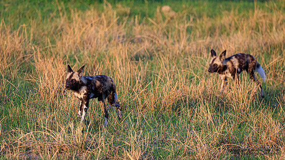 African Wild Dog
