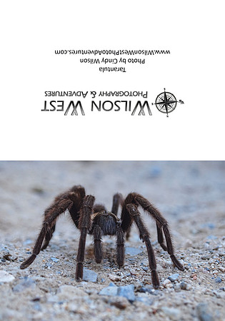Insects - Tarantula