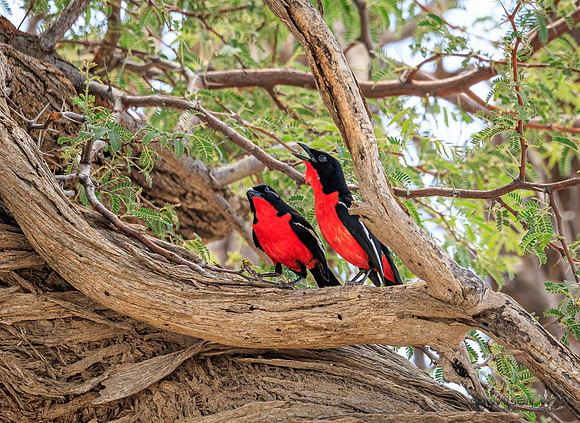 Crimson-breasted Shrike
