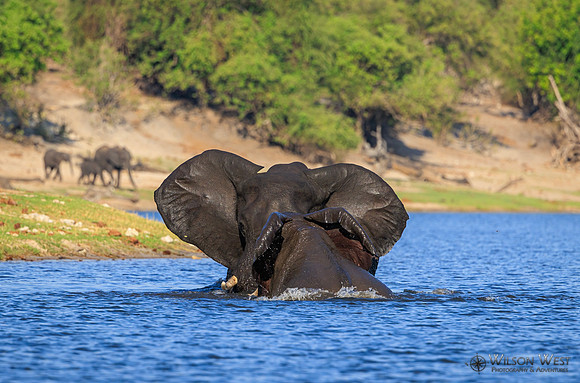 Elephant