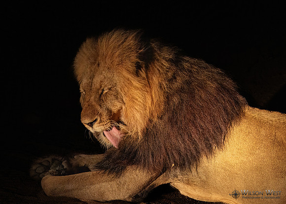 Lion