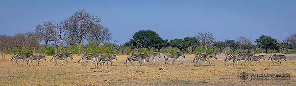 Burchell's Zebra