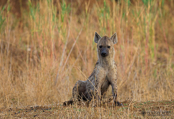 Spotted Hyena