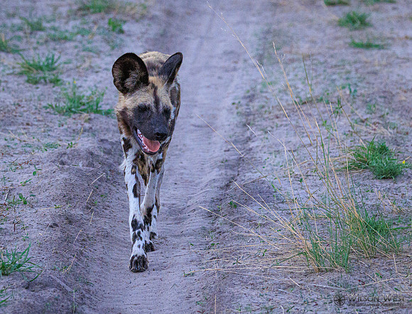 African Wild Dog