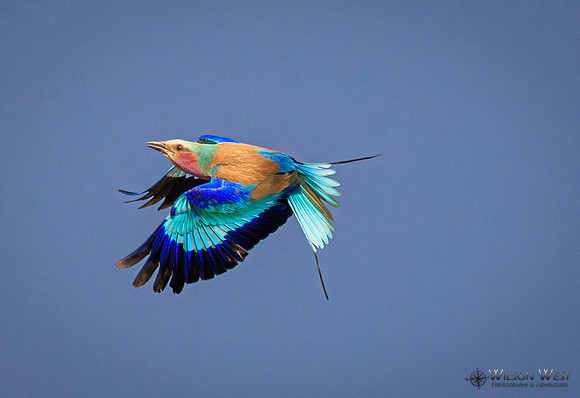 Lilac-breasted Roller
