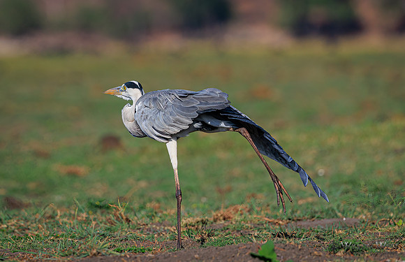 Gray Heron