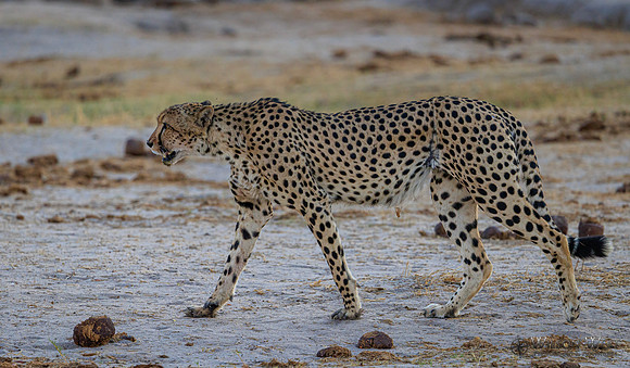 Cheetah
