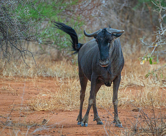 Blue Wildebeest