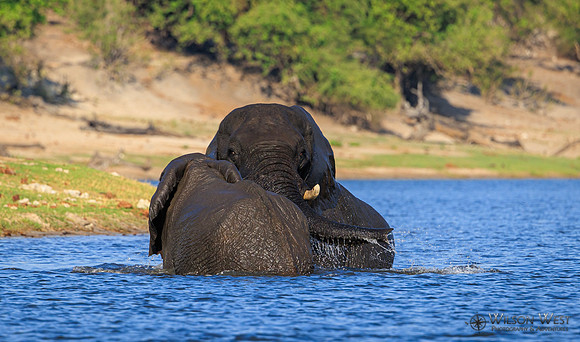 Elephant
