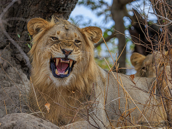 Lion