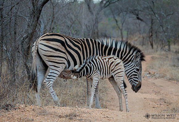 Burchell's Zebra