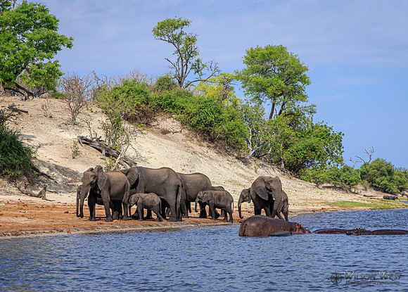 Elephant