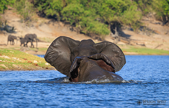 Elephant
