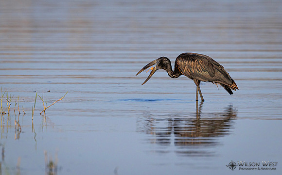 Openbill Stork