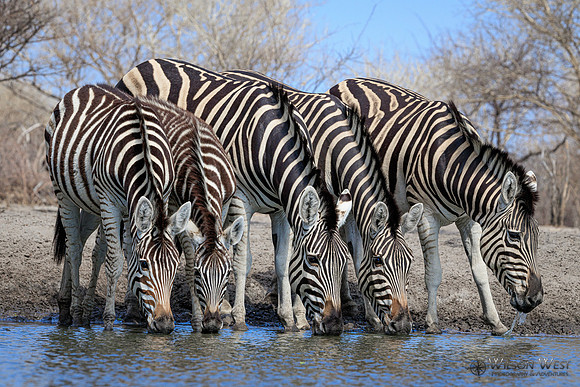 Burchell's Zebra