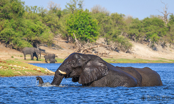 Elephant