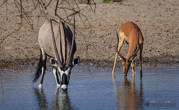 Impala, Oryx