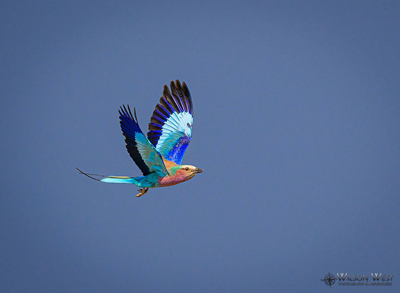 Lilac-breasted Roller