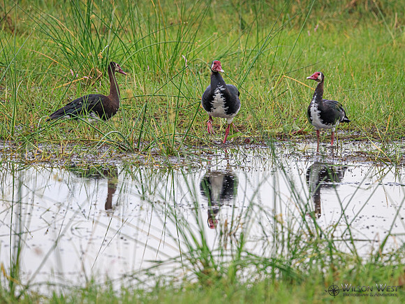 Spur-winged Goose