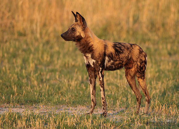 African Wild Dog