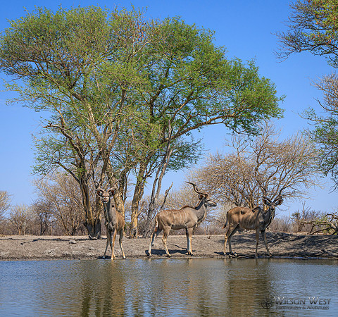 Greater Kudu