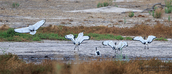 Sacred Ibis