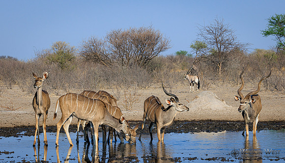 Greater Kudu