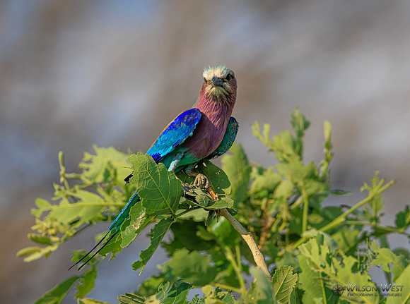 Lilac-breasted Roller