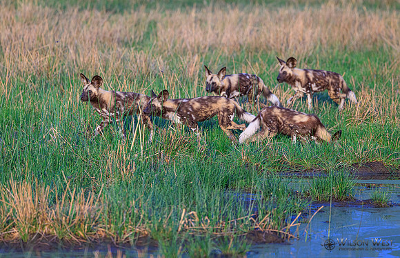 African Wild Dog