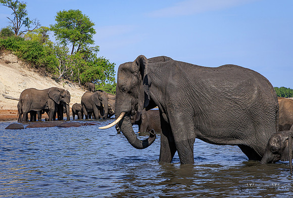 Elephant