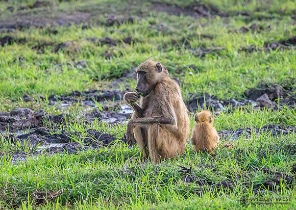 Baboon