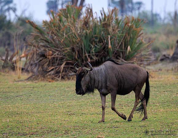 Blue Wildebeest