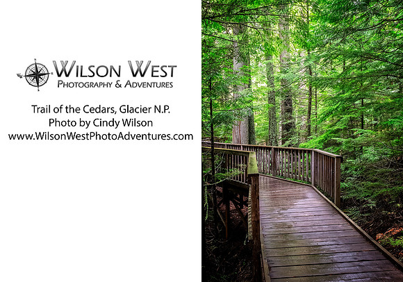 Glacier NP - Trail of the Cedars - 1
