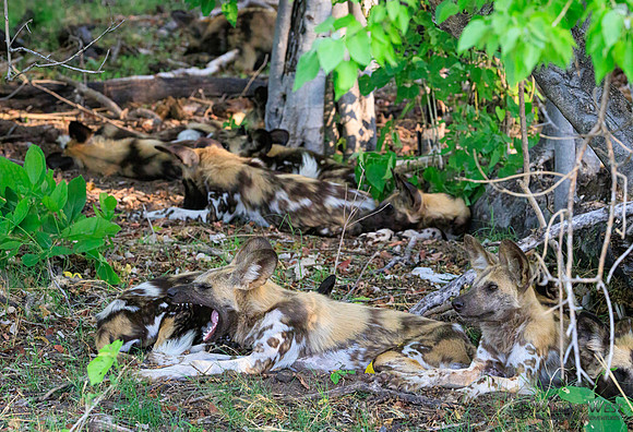 African Wild Dog