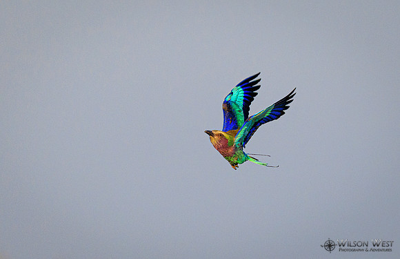 Lilac-breasted Roller