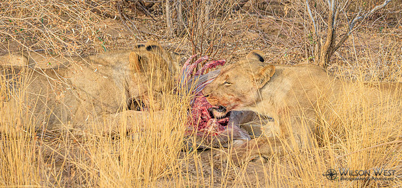 Lions eating a kudu