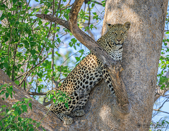 Leopard