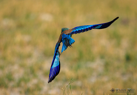 Lilac-breasted Roller